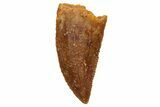 Serrated, Raptor Tooth - Real Dinosaur Tooth #233066-1